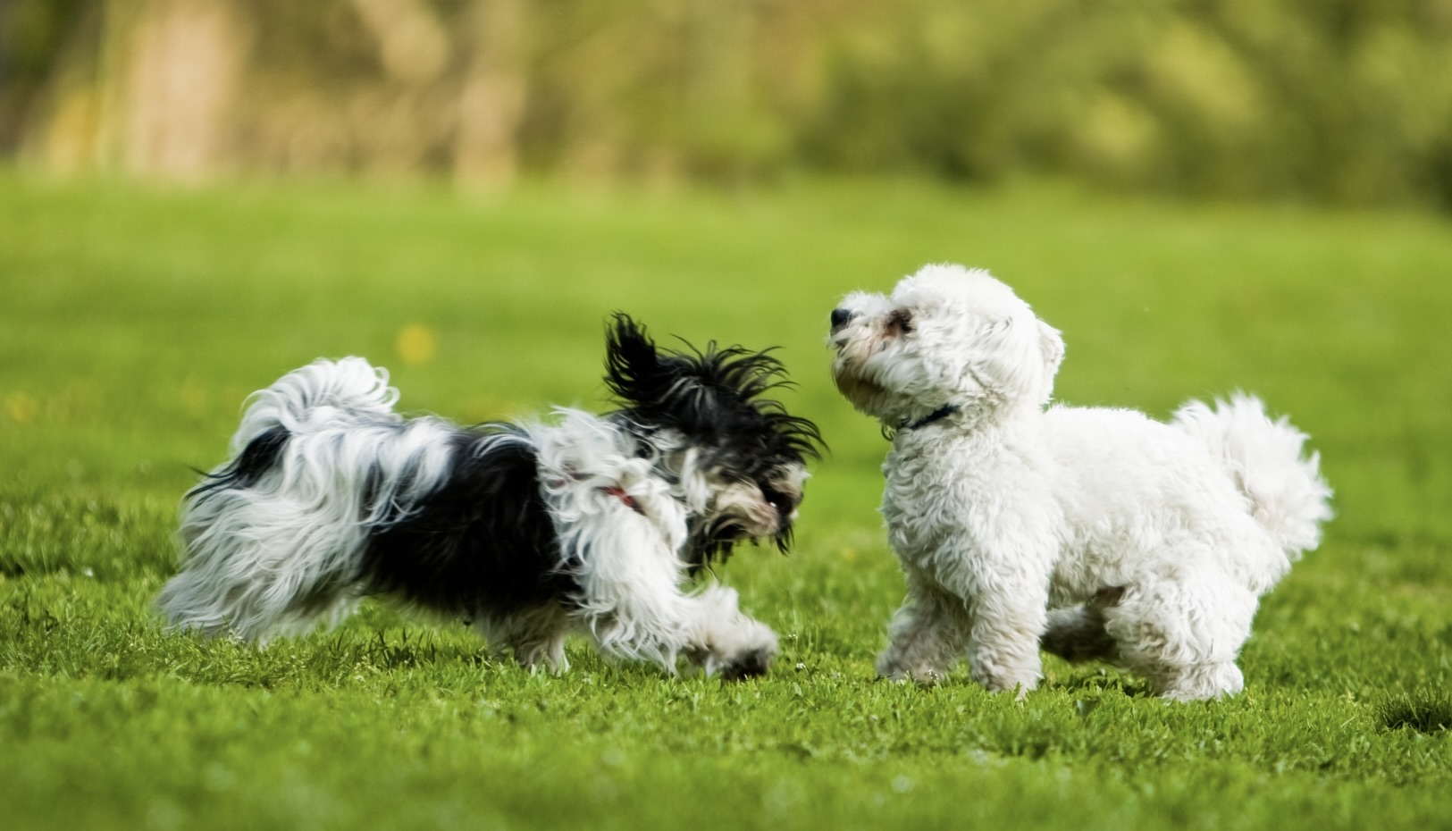 Happy dogs running freely after grooming in Poconos